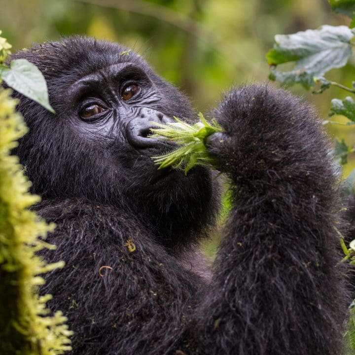 Uganda