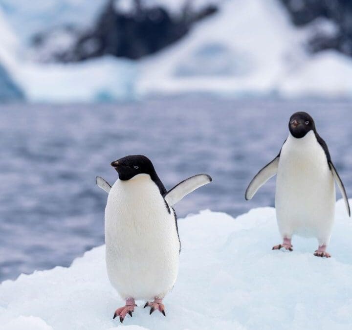 Antartica