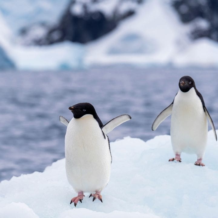 Antartica