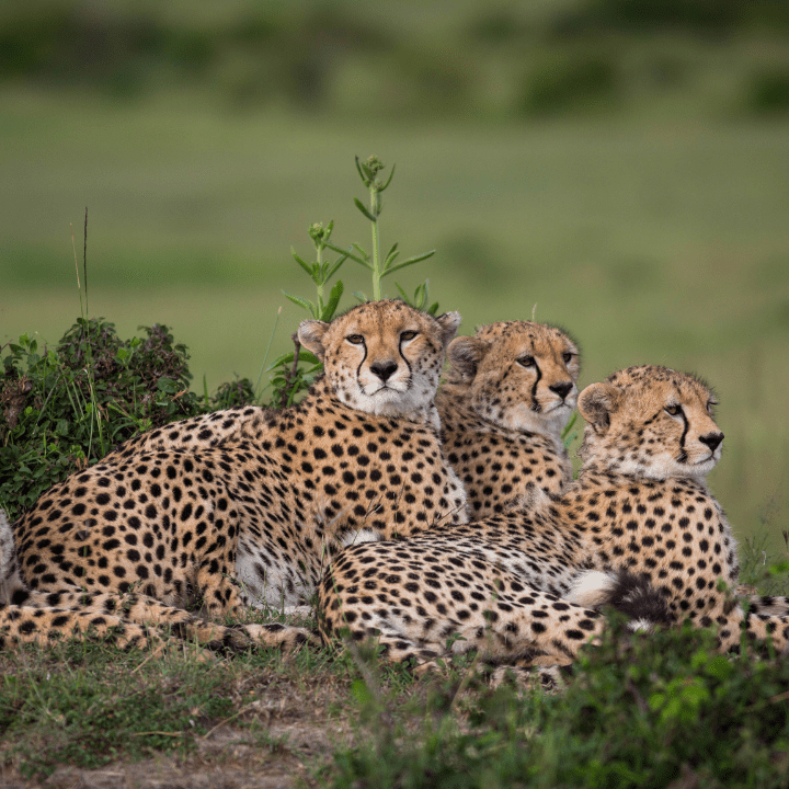 Tanzania